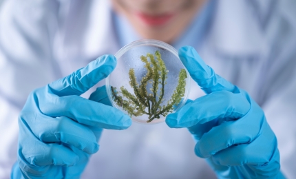 Safety Assessment of Products Containing Botanical Ingredients and Essential Oils